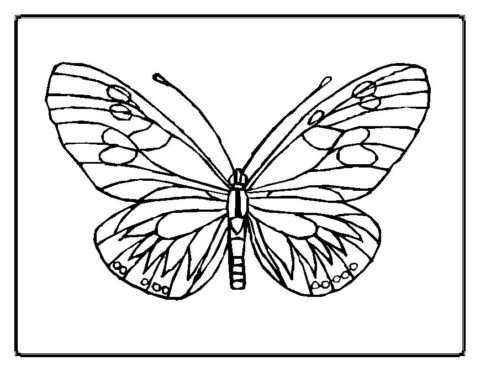 Butterfly Coloring Pages (11)