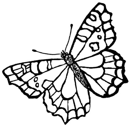 Butterfly Coloring Pages (15)