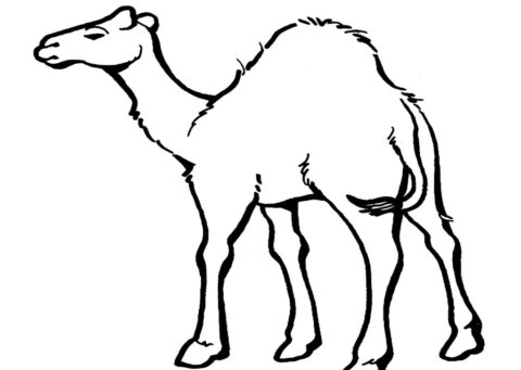 camels3