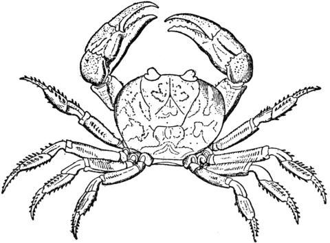 crab13