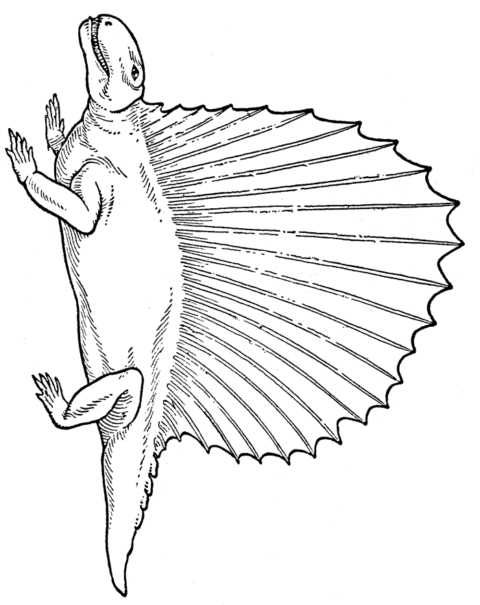 Dinosaur Coloring Pages (13)