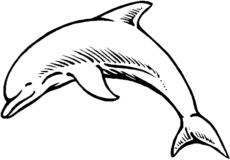 Dolphin Coloring Pages - Coloringkids.org