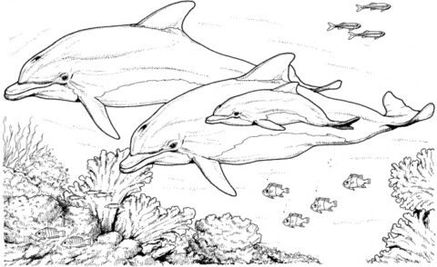 Dolphin Coloring Pages (22)