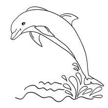 Dolphin Coloring Pages (8)
