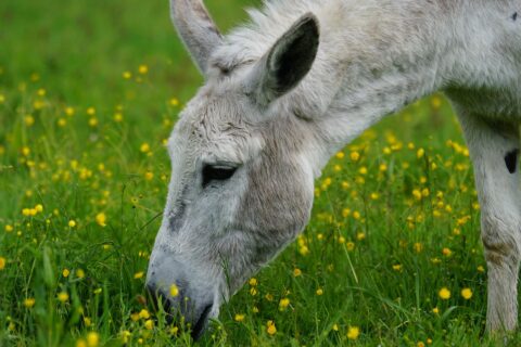 donkey-cool facts7