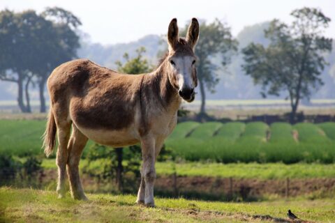 donkeys-cool facts4