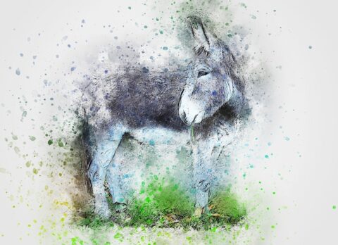 donkey-cool facts