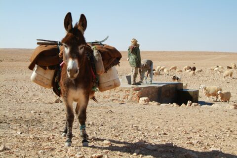 donkey carrying load in the sahara desert