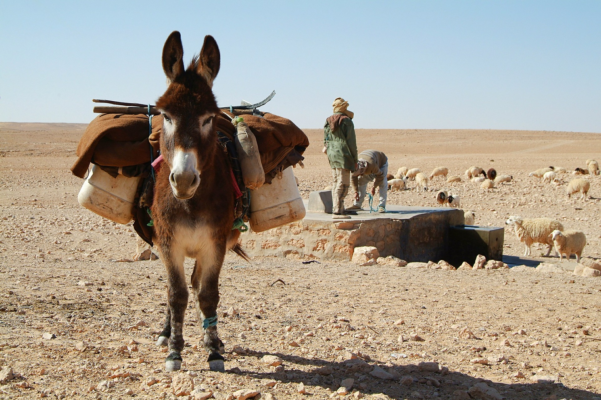 donkey-carrying-load-in-the-sahara-desert-coloring-kids