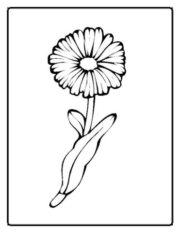 Flower Coloring Pages (20)