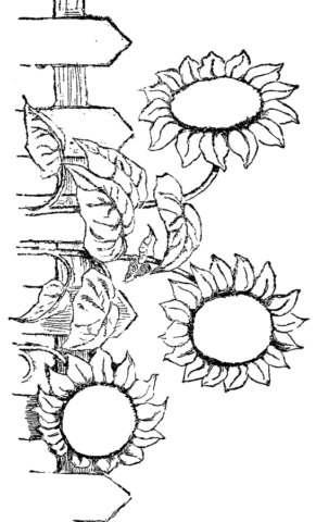 Flower Coloring Pages (6)
