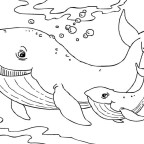 Whales Coloring Pages - Coloring Kids
