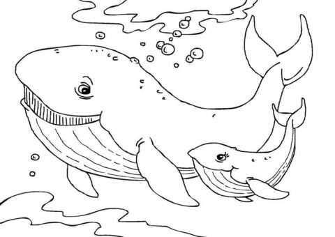 Humpback-Whale-Coloring-Page.jpg