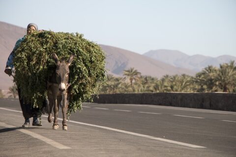 donkeys carrying load