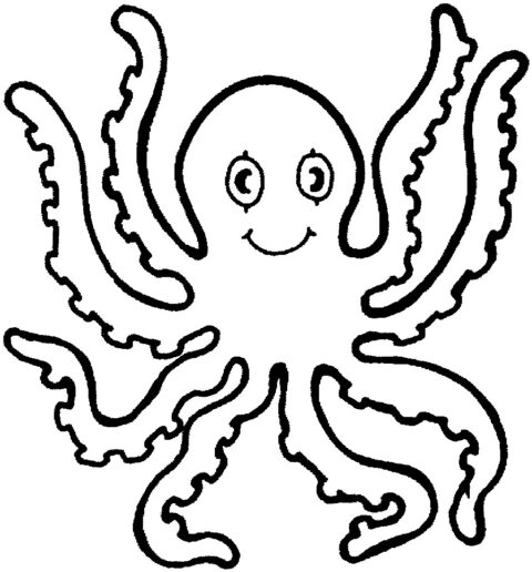 octopus11