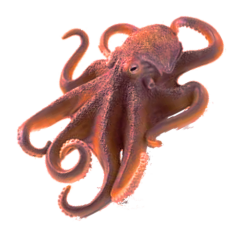 octopusr