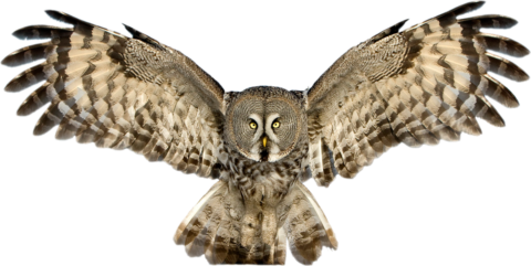 owl9
