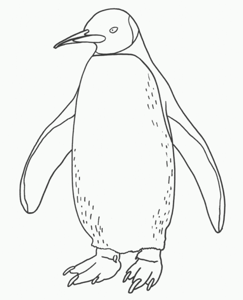Penguin Coloring Pages (11)