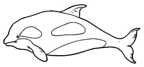 Picture of Killer Whale Coloring Page | coloringkids.org