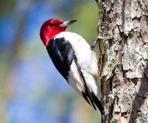 red-headed-woodpecker (2)