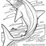 Shark Coloring Pages - Coloring Kids