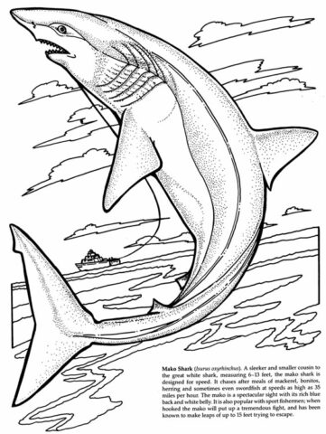 Shark Coloring Pages (1)