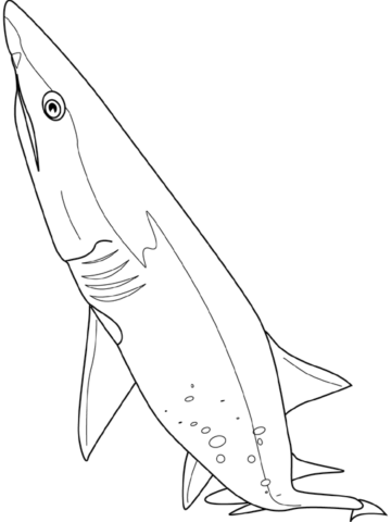 Shark Coloring Pages (25)