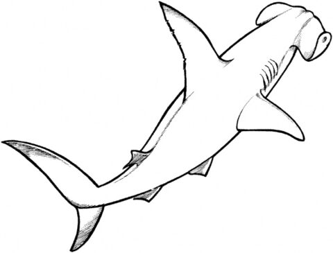Shark Coloring Pages (26)