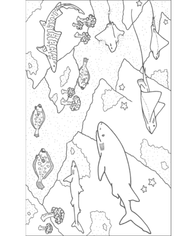 Shark Coloring Pages (3)