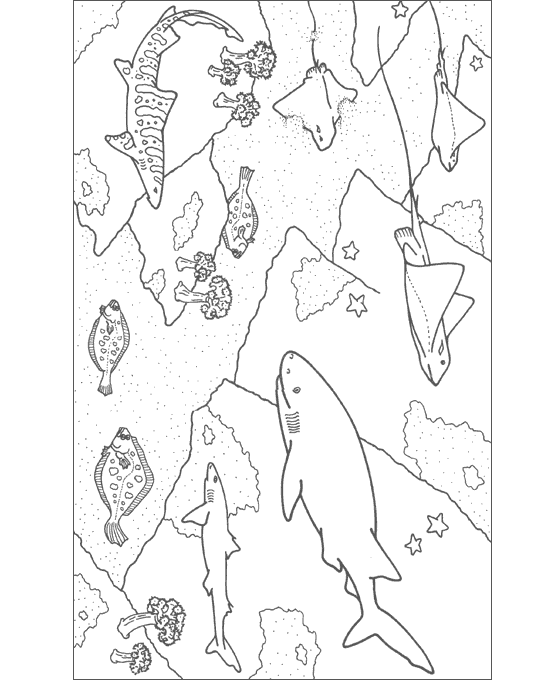 Shark Coloring Pages - Coloring Kids