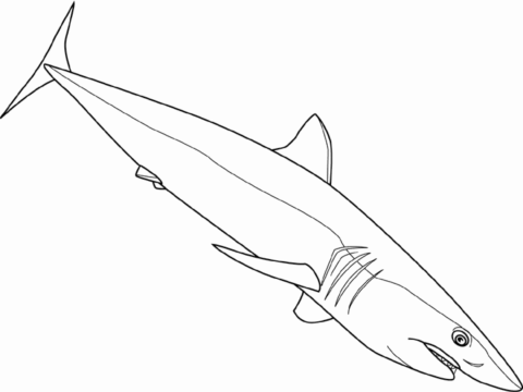 Shark Coloring Pages (5)