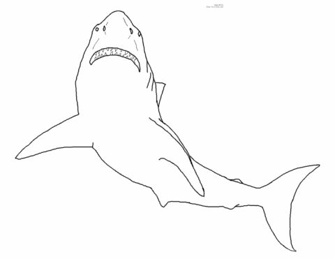 Shark Coloring Pages (7)