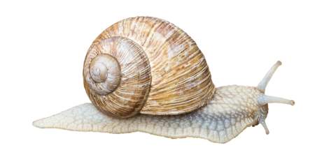 snail-2594139_1920