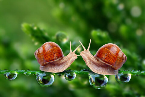 snail12