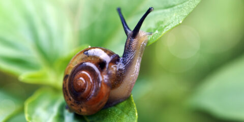 snails10