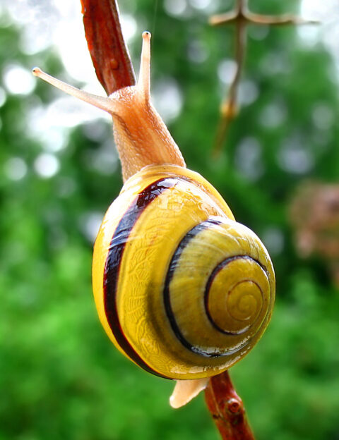 snails9