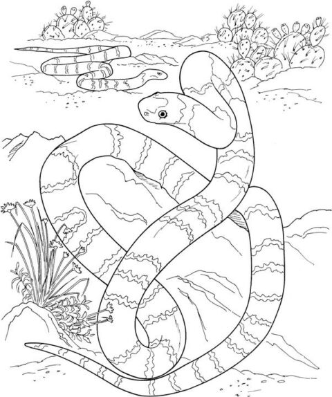 Snake Coloring Pages (10)