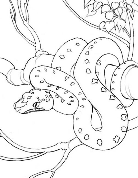 Snake Coloring Pages (12)