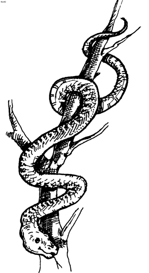 Snake Coloring Pages (2)