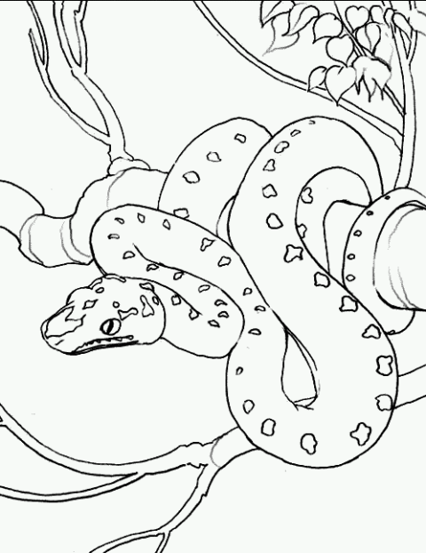 Snake Coloring Pages (4)