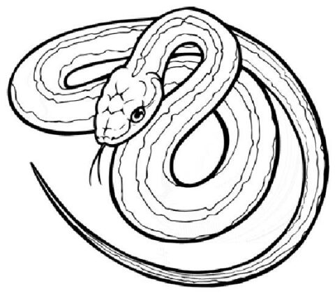 Snake Coloring Pages (6)