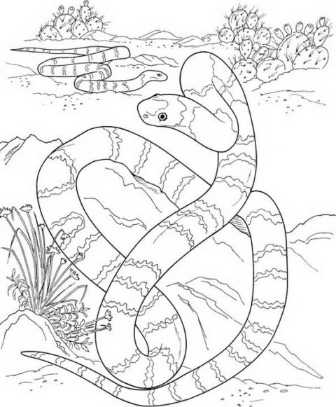 Snake Coloring Pages (7)