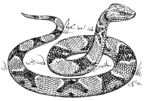 Snake Coloring Pages (9)