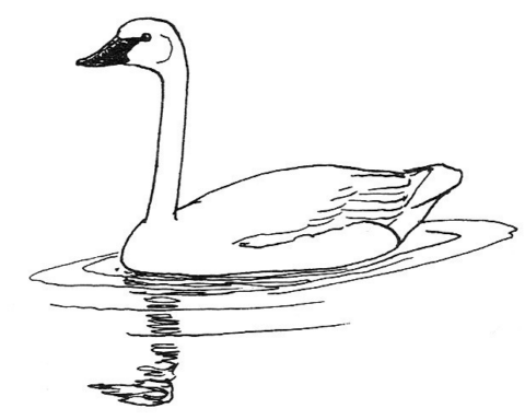 swan3