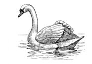 swans1