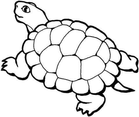 turtles15