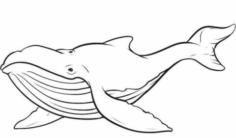 Whale Coloring Pages | coloringkids.org