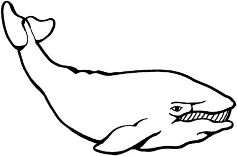 Whale Outline – coloringkids.org