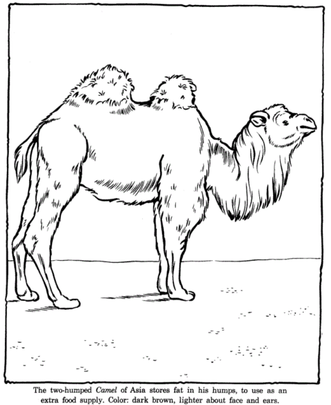 Zoo Coloring Pages (12)