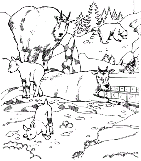 Zoo Coloring Pages (17)
